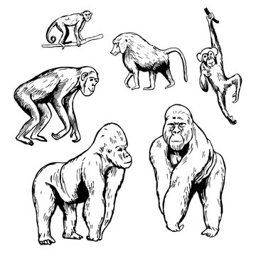 African monkeys. Gorilla, chimpanzee, baboon. Vector sketch illustration.