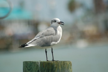 Seagull