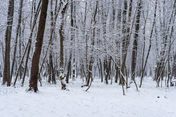 Fototapeta premium Nice winter day in the park. Winter day in the forest.