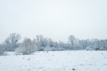 Frozen winter meadow surrounded by forest.