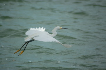 Egret