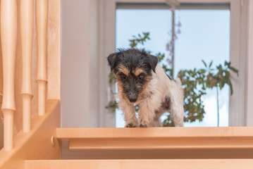Jack Russell Terrier 2 years old. Small dog on an open staircase © Karoline Thalhofer
