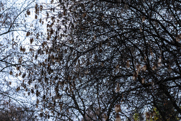 Linden seeds on a tree in autumn
