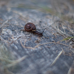 snail