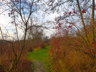 Obraz na płótnie Canvas Path in autumn landscape around bushes with red berries. Nature reserve in Czechia 