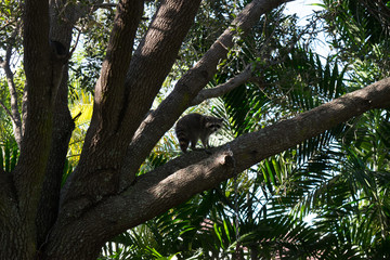 Raccoon in tree