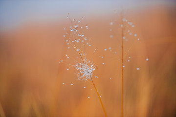 grass and water drops