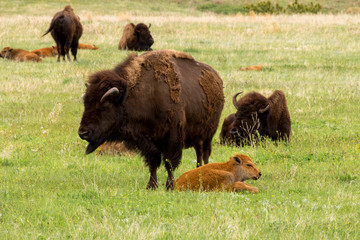 buffalo in yellowstone national park