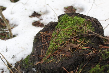 old tree stump in autumn in the woods