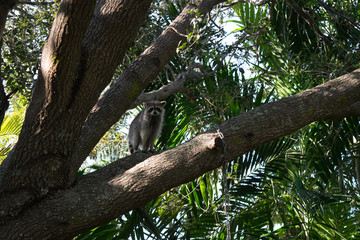 Raccoon in tree