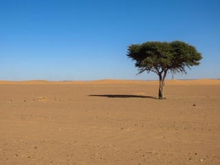 Acacia Tree in the Sahara