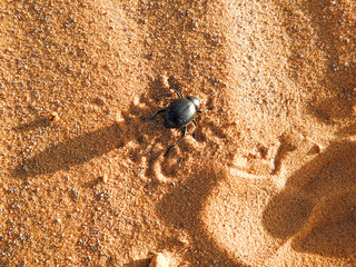Black Beetle in the Sahara