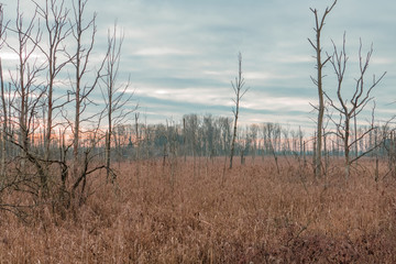 Auenlandschaft
