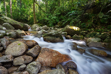 Obraz premium stream in the forest