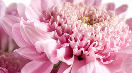 image of flowers in the garden closeup