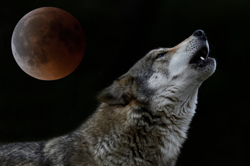 howling wolf in front of full moon - heulender Wolf vor Vollmond © bennytrapp