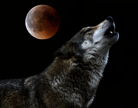 heulender Wolf vor Vollmond - howling wolf in front of full moon 