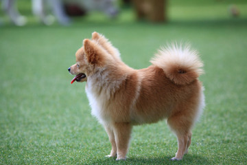 Happy puppies in a private playground 