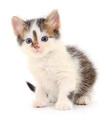 Kitten on white background.