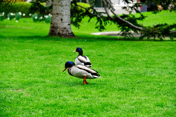 Ducks in the Real Jardin Botanico in Madrid, Spain