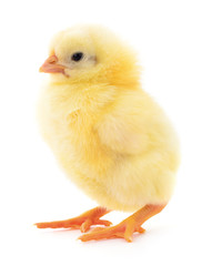 Small yellow chicken