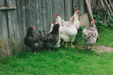 A group of multi-colored domestic hens stands near a wooden wall on green grass in a village on a farm. Place for text