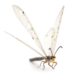 Dragonfly damselfly isolated.