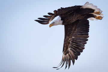 Bald Eagle Dive