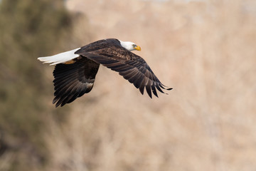 American Bald Eagle