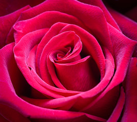 Beautiful red rose. Perfect background for a greeting card
