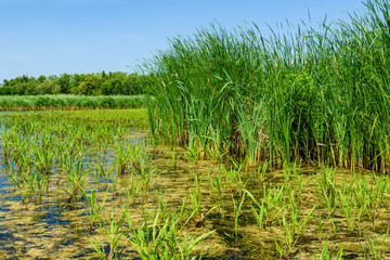 Bulrush plants growing in the small lake
