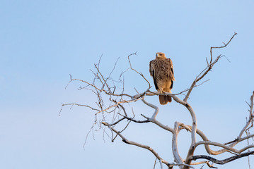 Steppe eagle or Aquila nipalensis perches on dry tree