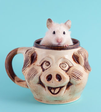 Christmas rat Symbol of the new year 2020. Year of the rat. Chinese New Year 2020. Hamster. Christmas greeting card template - new year. Hamster in a Cup on a blue background.