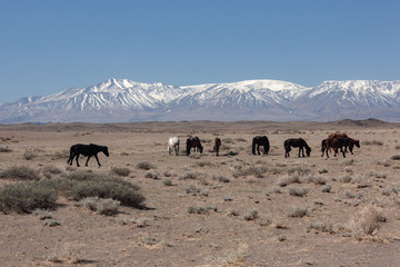 horses in the grassland of Mongolia