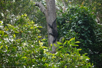 Fototapeta premium forest wildlife
