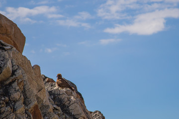 The eagle of Bolivia Mountain