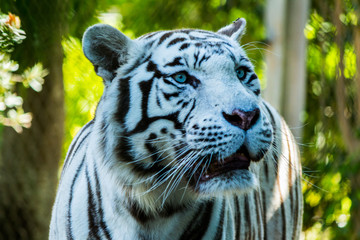 Tigre Branco (Panthera tigris)