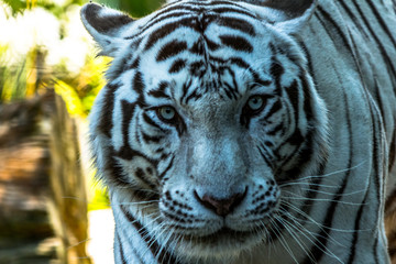 Tigre Branco (Panthera tigris)