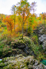 Autumn landscape in the Vintgar cannyon, Slovenia