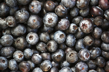 Background formed with ripe blueberry