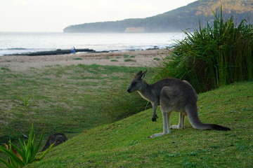 kangeroo on the beach