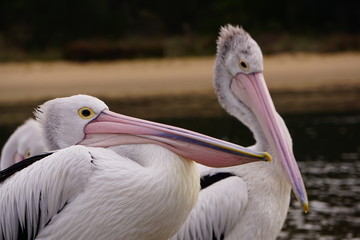2 pelicans