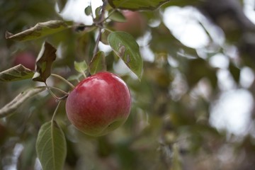 Ripe apple ready for picking
