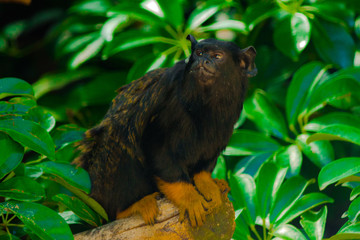 Saguim-de-mãos-douradas (Saguinus midas)