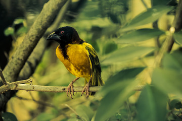 Pássaro Tecelão (Ploceus cucullatus)