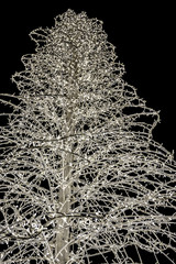 Large artificial lite Christmas Tree with white LED lights