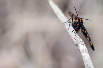 flying insect