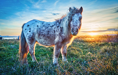 White pony with black dots in the foreground wild in a sunset.
