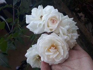 bouquet of white roses