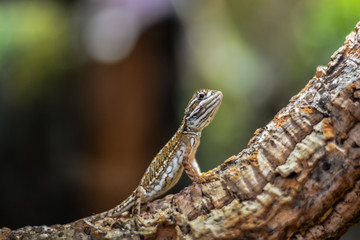 Picture of small multicolored lizard climbing tree trunk and looking cautiously if there is any danger.
